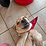 dog, bandana, tile_floor, playful, light_brown, lying_down, paw, happy, pet, indoor, close_up, canine, floor, tongue_out, cute, domestic_animal, red, shoe, wheel, home