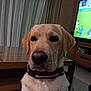 dog, labrador_retriever, pet, indoor, table, bowl, spoon, television, sports_game, curtains, wooden_furniture, collar, canine, mammal, living_room, close_up, animal, domestic_animal, watching, calm