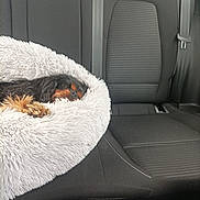Ouchka a rejoint le concours — aidez-le/la à gagner de superbes lots ! dog, pet_bed, car_interior, backseat, sleeping, fur, black_dog, brown_markings, resting, cozy, fluffy, seatbelt, transport, travel, domestic_animal, animal, leisure, cute, relaxation, companion