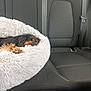 dog, pet_bed, car_interior, backseat, sleeping, fur, black_dog, brown_markings, resting, cozy, fluffy, seatbelt, transport, travel, domestic_animal, animal, leisure, cute, relaxation, companion