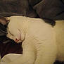 cat, sleeping, white_cat, pet, cozy, blanket, bedding, fur, whiskers, nap, relaxed, indoor, close_up, portrait, ear, nose, paws, domestic_animal, soft_texture, resting