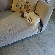 Succi joined the competition — help win amazing prizes! cat, black_and_white_cat, sofa, couch, pillow, bicycle_pillow, cushion, living_room, hardwood_floor, nap, sleeping, pet, tail, ear, indoor, cozy, domestic_animal, furniture, relaxed, home