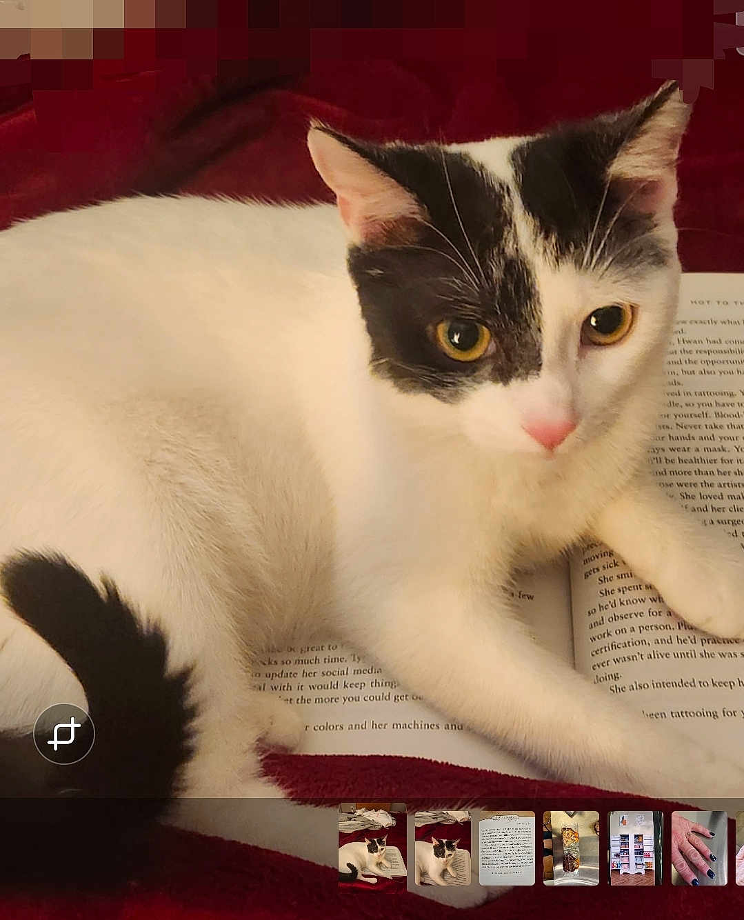 Succi joined the competition — help win amazing prizes! cat, pet, feline, black_and_white_cat, white_fur, black_markings, golden_eyes, whiskers, pink_nose, tail, paw, book, pages, blanket, cozy, indoor, close_up, portrait, reading, relaxing