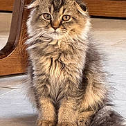 Leo joined the competition — help win amazing prizes! kitten, cat, fluffy, tabby, fur, pet, animal, indoor, floor, tile, wood, furniture, cute, young, sitting, whiskers, tail, eyes, domestic, portrait