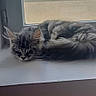 Freya a rejoint le concours — aidez-le/la à gagner de superbes lots ! cat, sleeping, windowsill, window, indoor, gray_cat, fluffy, resting, pet, animal, quiet, cozy, daylight, house, roof, cloudy_sky, fur, whiskers, relaxation, domestic