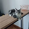 Freya a rejoint le concours — aidez-le/la à gagner de superbes lots ! cat, fluffy, wooden_table, basket, indoor, feline, pet, relaxed, home, floor, decor, animal, looking_at_camera, sitting, ears_up, long_hair, black_and_white, domestic_cat, furniture, calm