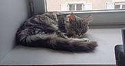 Freya a rejoint le concours — aidez-le/la à gagner de superbes lots ! cat, sleeping, windowsill, window, indoor, gray, fluffy, fur, pet, resting, animal, quiet, daylight, house, roof, shutters, cozy, relaxing, domestic, mammal