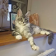 Freya a rejoint le concours — aidez-le/la à gagner de superbes lots ! cat, gray_cat, white_paws, lounging, wooden_shelf, indoor, dreamcatcher, framed_picture, relaxed, pet, animal, feline, tail, ears, whiskers, home_decor, window, heater, cozy, houseplant