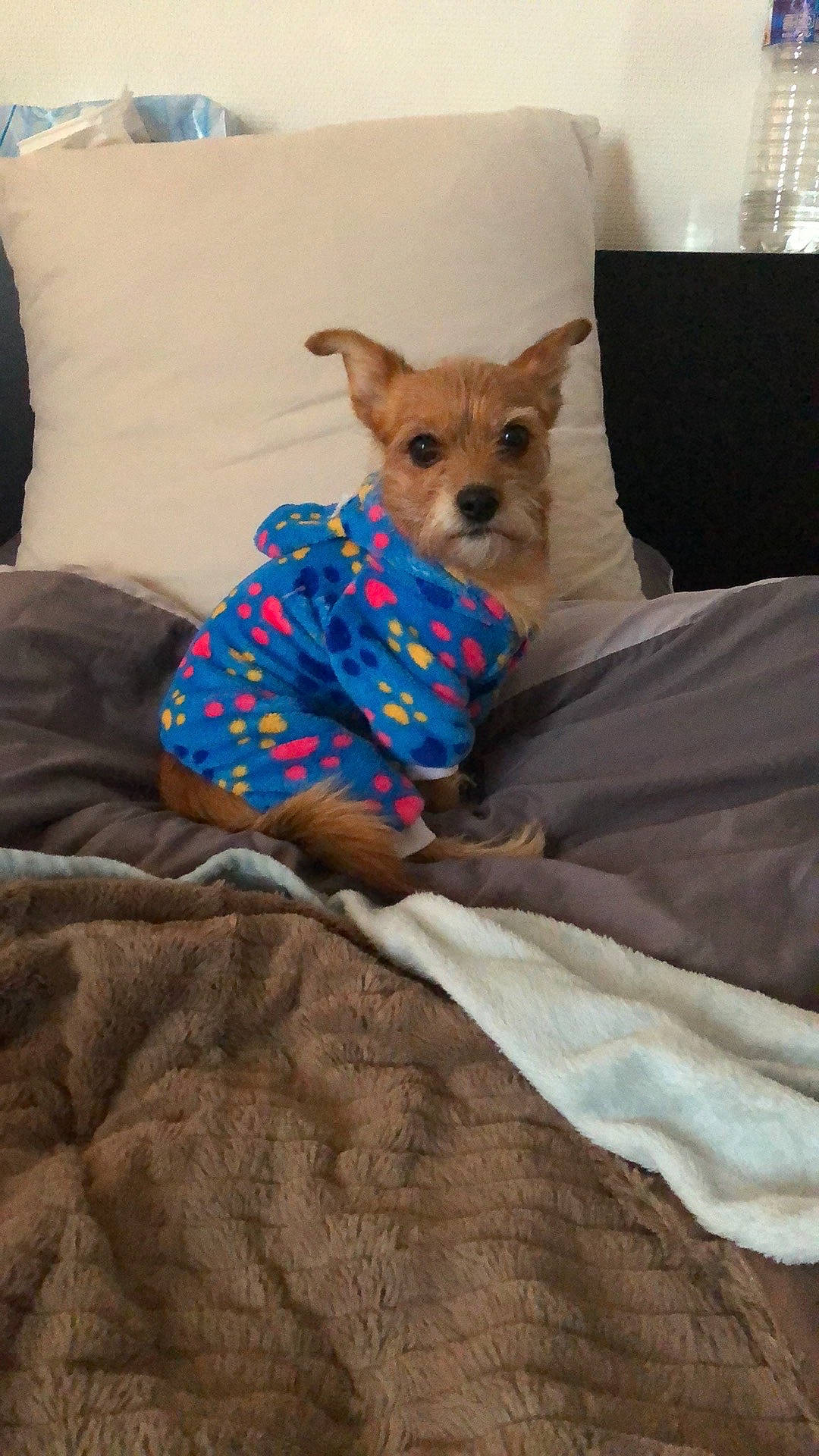 Spyke a rejoint le concours — aidez-le/la à gagner de superbes lots ! blanket, canidae, carnivore, chihuahua, companion_dog, dog, dog_breed, dog_clothes, fawn, furniture, linens, non_sporting_group, pomeranian, puppy, textile, toy_dog