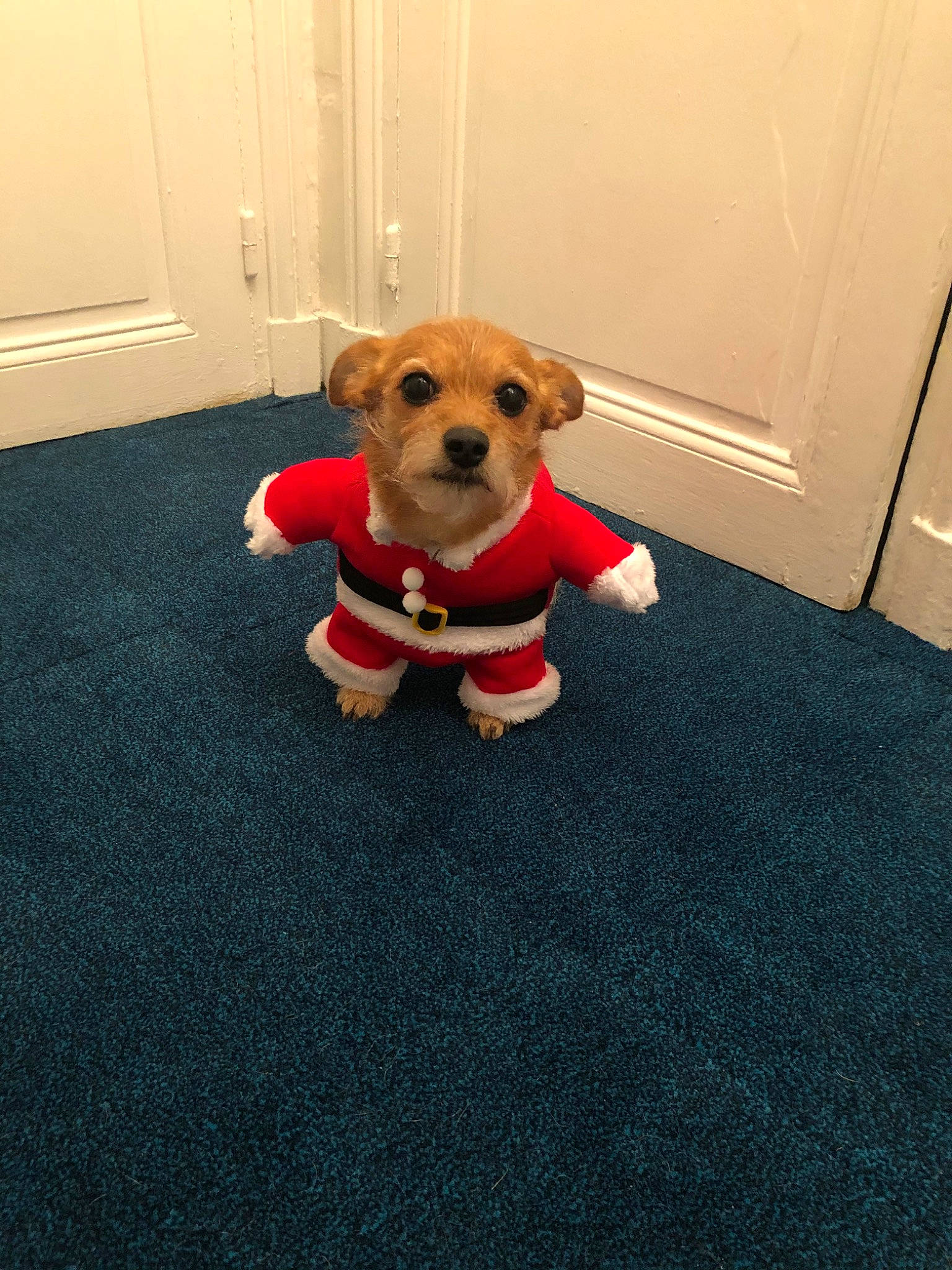 Spyke a rejoint le concours — aidez-le/la à gagner de superbes lots ! border_terrier, canidae, carnivore, companion_dog, dog, dog_breed, dog_clothes, fawn, fictional_character, floor, flooring, mammal, morkie, norfolk_terrier, paw, puppy, rare_breed_dog, snout, terrier, toy_dog