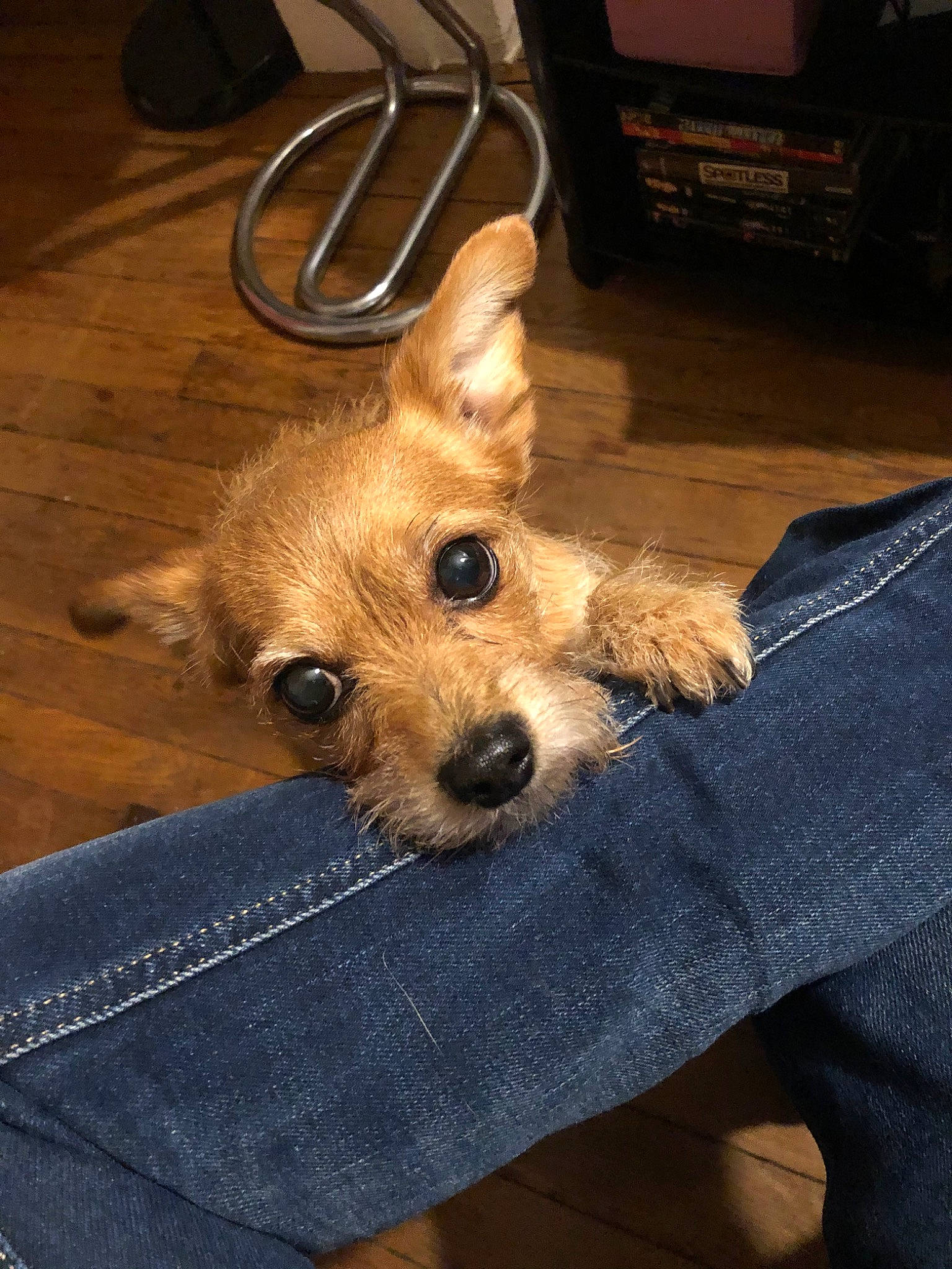 Spyke a rejoint le concours — aidez-le/la à gagner de superbes lots ! australian_silky_terrier, australian_terrier, cairn_terrier, canidae, carnivore, companion_dog, dog, dog_breed, mammal, norfolk_terrier, norwich_terrier, puppy, rare_breed_dog, snout, terrier, vertebrate