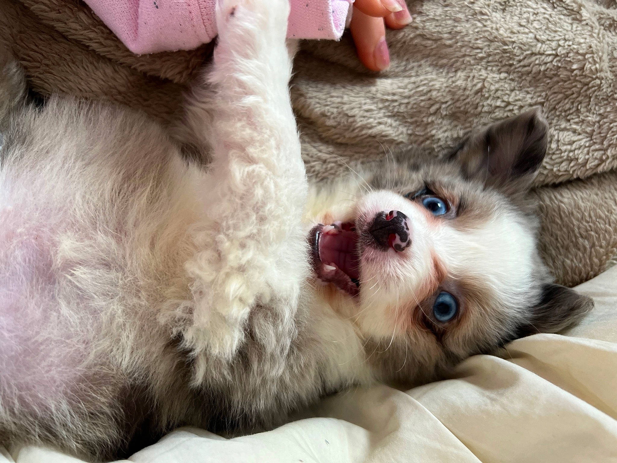 Blue joined the competition — help win amazing prizes! balinese, carnivore, claw, comfort, companion_dog, dog_breed, domestic_short_haired_cat, fawn, felidae, foot, fur, nap, paw, siamese, small_to_medium_sized_cats, snout, terrestrial_animal, thai, toy_dog, whiskers