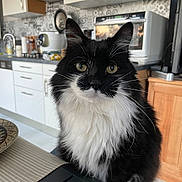 Elvis participe au concours pour gagner de l'argent avec cette photo : animal, appliance, black_and_white, cat, close_up, countertop, curious, domestic_animal, eyes, fluffy, fur, furniture, household, indoor, kitchen, pet, portrait, sitting, table, whiskers