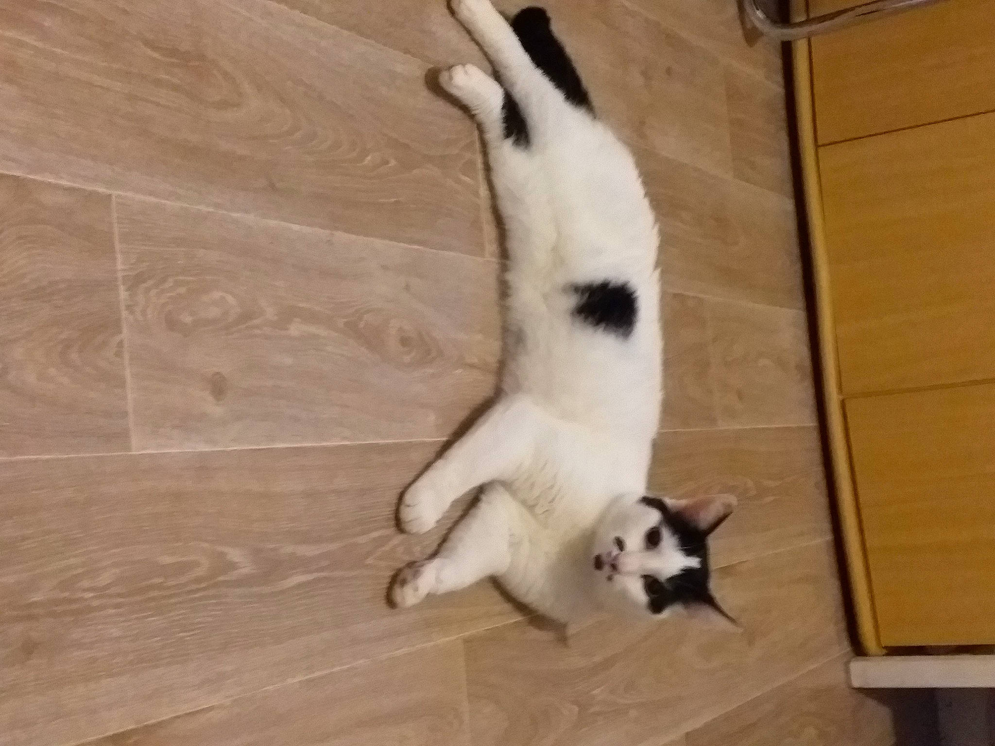 Leo a rejoint le concours — aidez-le/la à gagner de superbes lots ! canidae, carnivore, cat, companion_dog, dog_breed, fawn, felidae, floor, flooring, fur, hardwood, mammal, small_to_medium_sized_cats, snout, sporting_group, tail, terrestrial_animal, vertebrate, whiskers, wood