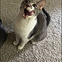 Fluffy joined the competition — help win amazing prizes! animal, carpet, cat, cute, domestic, ears, feline, floor, funny_face, gray_cat, household, indoor, looking_up, mammal, pet, playful, tail, tongue_out, whiskers, white_fur