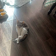 Fluffy joined the competition — help win amazing prizes! animal, cat, curious, domestic, floor, flooring, furniture_leg, grey_and_white_cat, home, indoor, looking, natural_light, pet, shadow, shoes, sitting, striped_tablecloth, sunlight, towel, wooden_floor