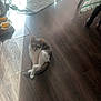 animal, cat, curious, domestic, floor, flooring, furniture_leg, grey_and_white_cat, home, indoor, looking, natural_light, pet, shadow, shoes, sitting, striped_tablecloth, sunlight, towel, wooden_floor