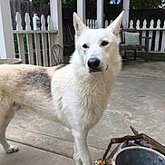 Sully is registered to the contest to win money with this photo: alert, animal, backyard, concrete, curious, daylight, dog, ears, fence, fur, garden_chair, metal_bucket, nature, outdoor, patio, pet, picket_fence, rustic, snout, white_dog