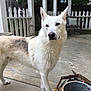 alert, animal, backyard, concrete, curious, daylight, dog, ears, fence, fur, garden_chair, metal_bucket, nature, outdoor, patio, pet, picket_fence, rustic, snout, white_dog
