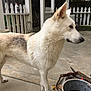 Sully is registered to the contest to win money with this photo: animal, backyard, canine, concrete_floor, curious, daylight, dog, ears_up, fence, garden, greenery, metal_container, outdoor, patio, pet, side_view, standing, tan_dog, white_dog, white_fence