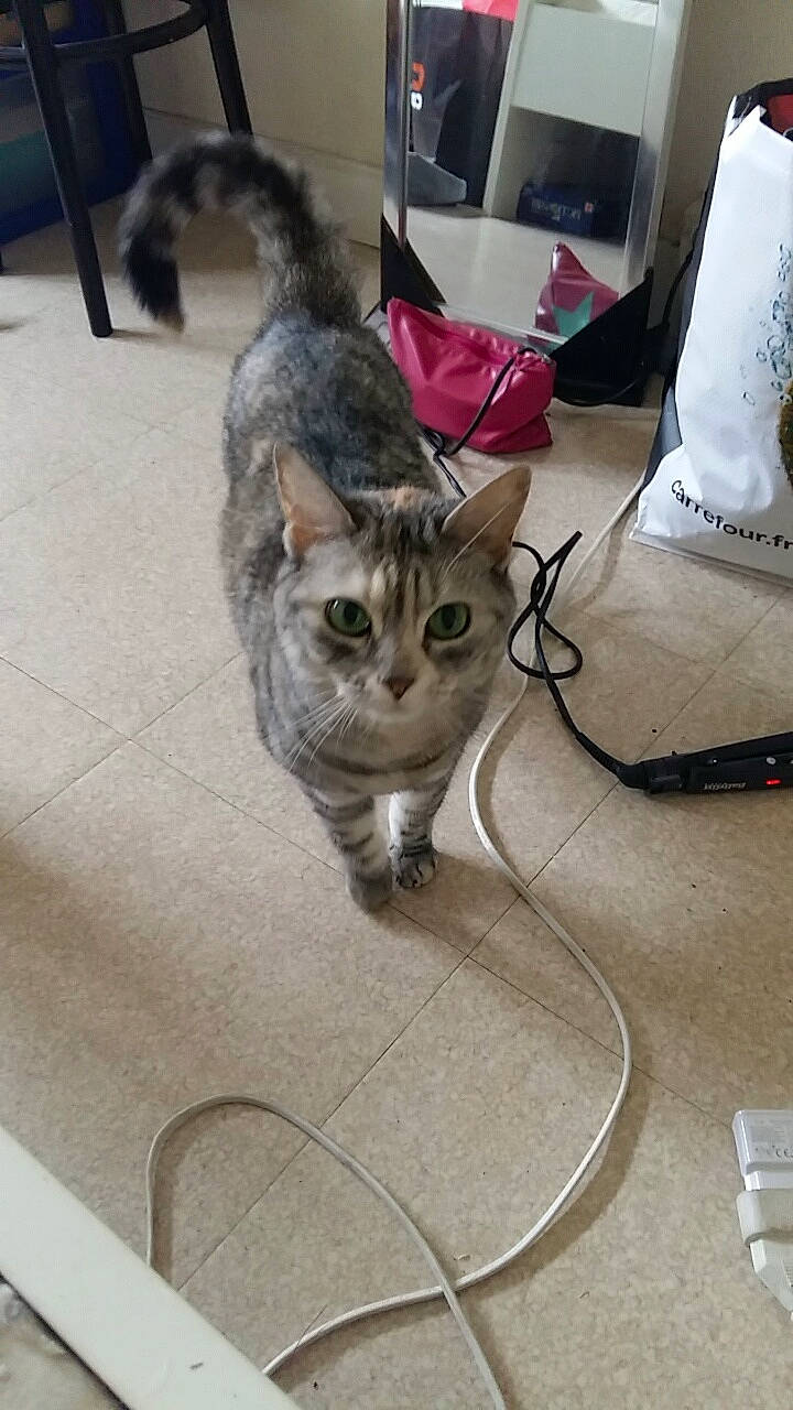 Issis a rejoint le concours — aidez-le/la à gagner de superbes lots ! american_shorthair, asian, carnivore, cat, domestic_short_haired_cat, dragon_li, egyptian_mau, european_shorthair, felidae, kitten, mammal, ojos_azules, singapura, small_to_medium_sized_cats, tabby_cat, tail, vertebrate, whiskers