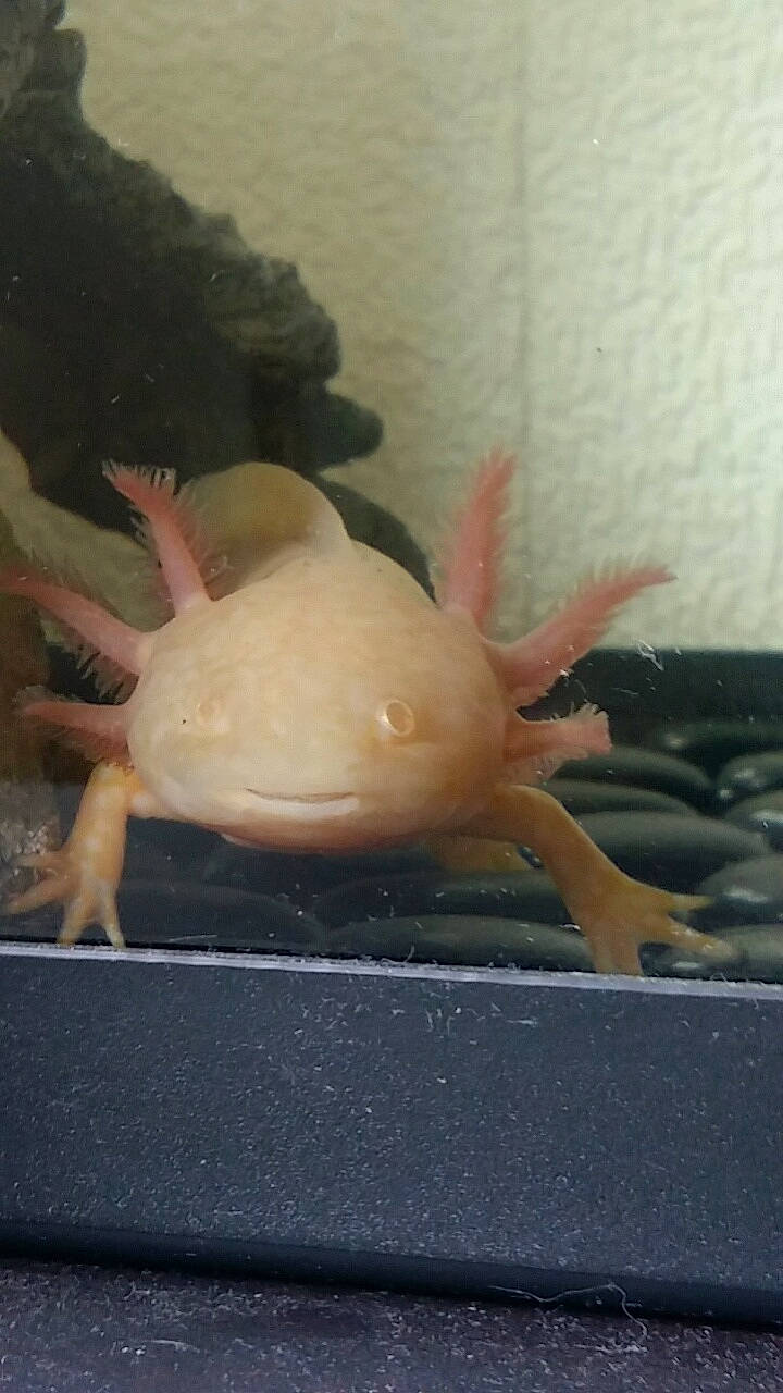 Liska a rejoint le concours — aidez-le/la à gagner de superbes lots ! amphibian, axolotl, mole_salamander, tail