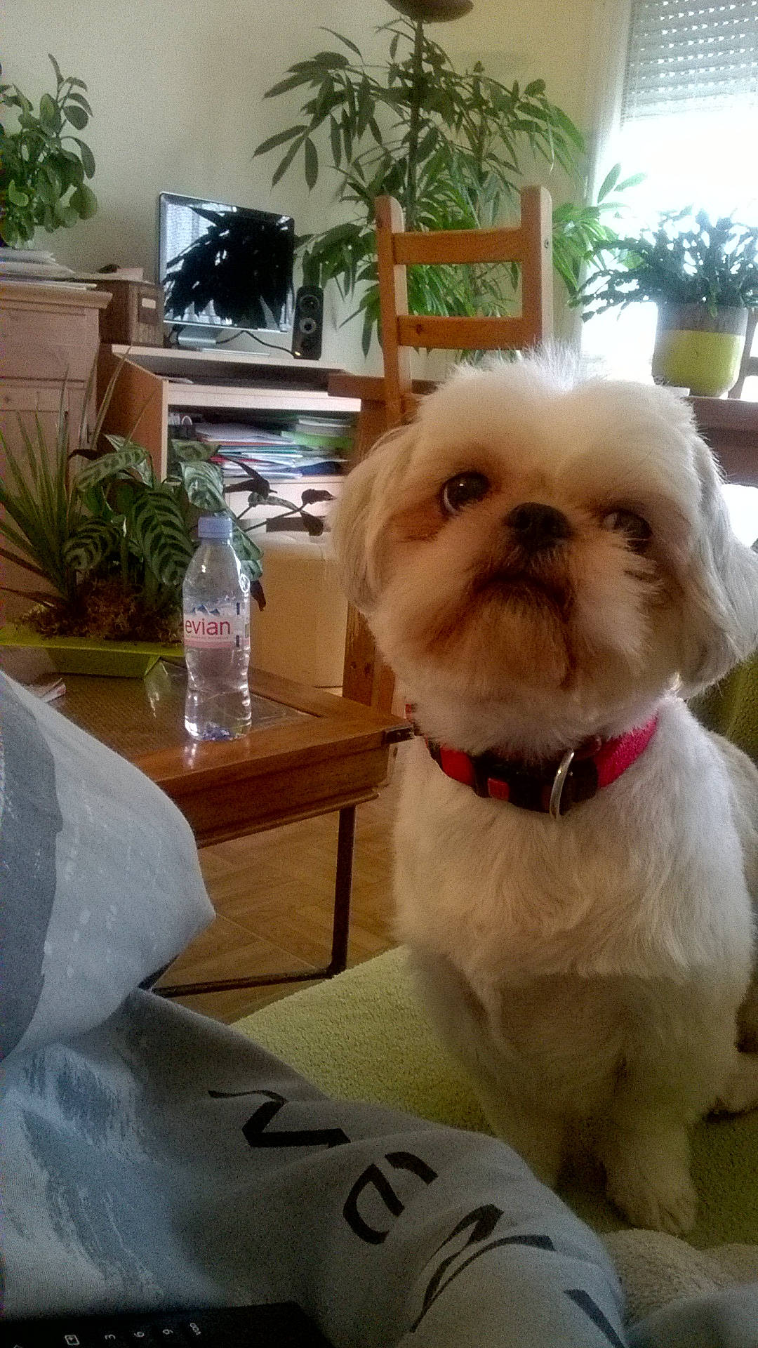 Guizmo a rejoint le concours — aidez-le/la à gagner de superbes lots ! canidae, carnivore, chinese_imperial_dog, companion_dog, dog, dog_breed, lhasa_apso, maltese, mammal, morkie, non_sporting_group, pekapoo, pekingese, puppy, rare_breed_dog, shih_tzu, snout, sporting_group, toy_dog, vertebrate