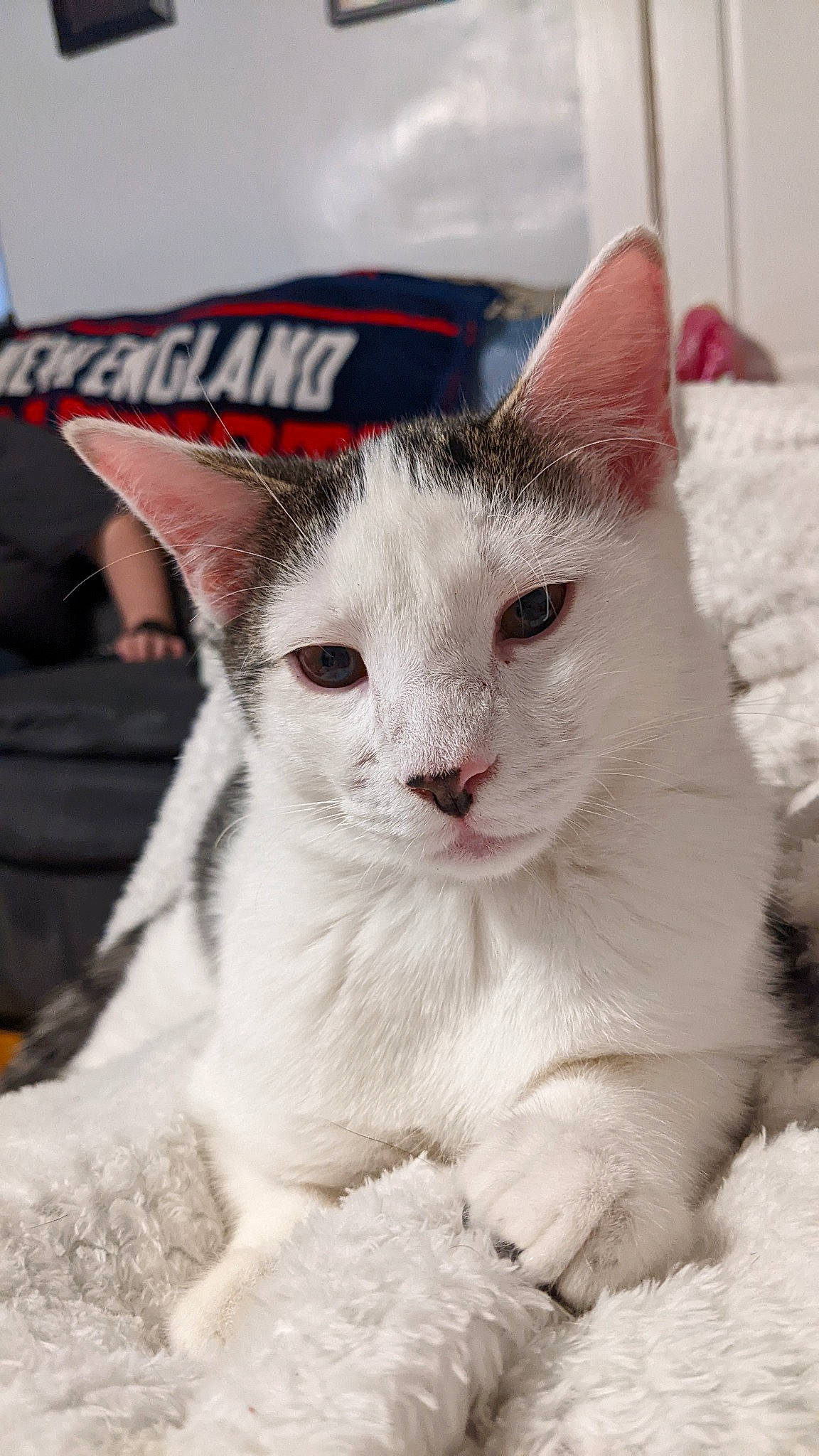 Muffin joined the competition — help win amazing prizes! carnivore, cat, claw, cloud, comfort, domestic_short_haired_cat, fawn, felidae, fur, paw, small_to_medium_sized_cats, snout, tail, whiskers