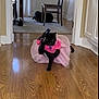 animal, black_cat, cat, chair, costume, curtains, cute, domestic, dress, flooring, furniture, home, indoor, pet, pink_clothing, playful, table, tutu, walking, wooden_floor