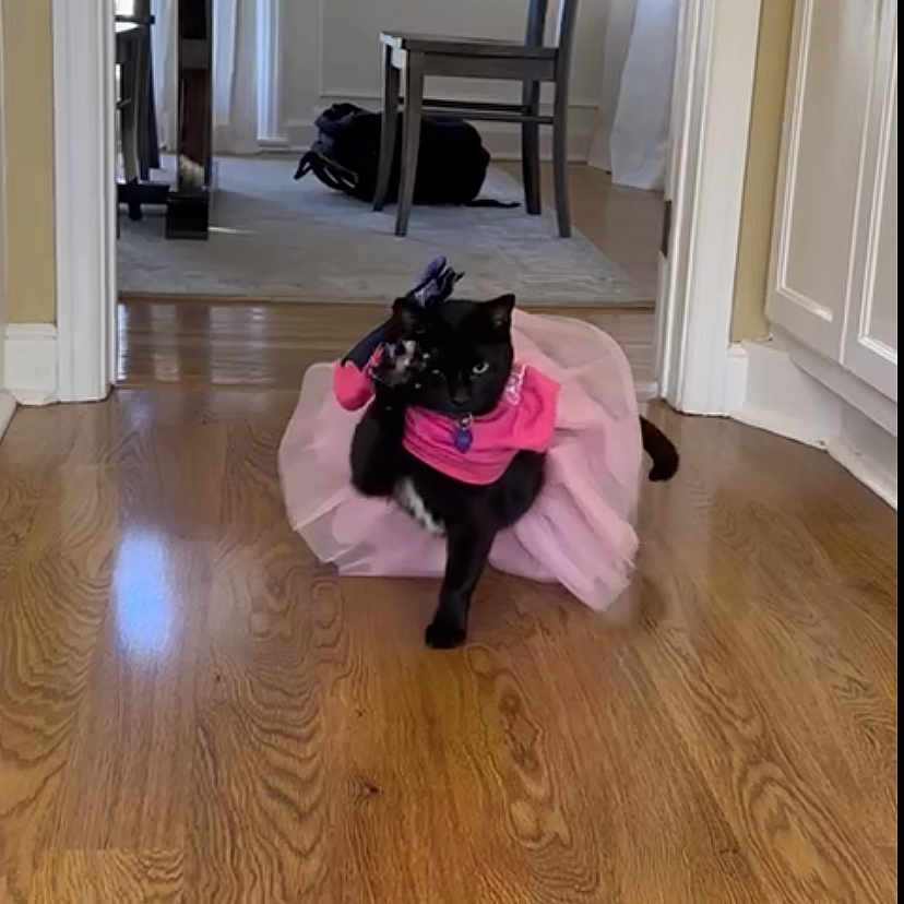 Luna is registered to the contest to win money with this photo: animal, black_cat, cat, chair, costume, curtains, cute, domestic, dress, flooring, furniture, home, indoor, pet, pink_clothing, playful, table, tutu, walking, wooden_floor