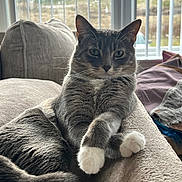 Farah joined the competition — help win amazing prizes! cat, gray_cat, white_paws, indoor, couch, cozy, relaxed, pet, feline, vertical_blinds, window, daylight, fur, whiskers, paw, animal, resting, domestic, soft_light, home