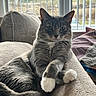 cat, gray_cat, white_paws, indoor, couch, cozy, relaxed, pet, feline, vertical_blinds, window, daylight, fur, whiskers, paw, animal, resting, domestic, soft_light, home