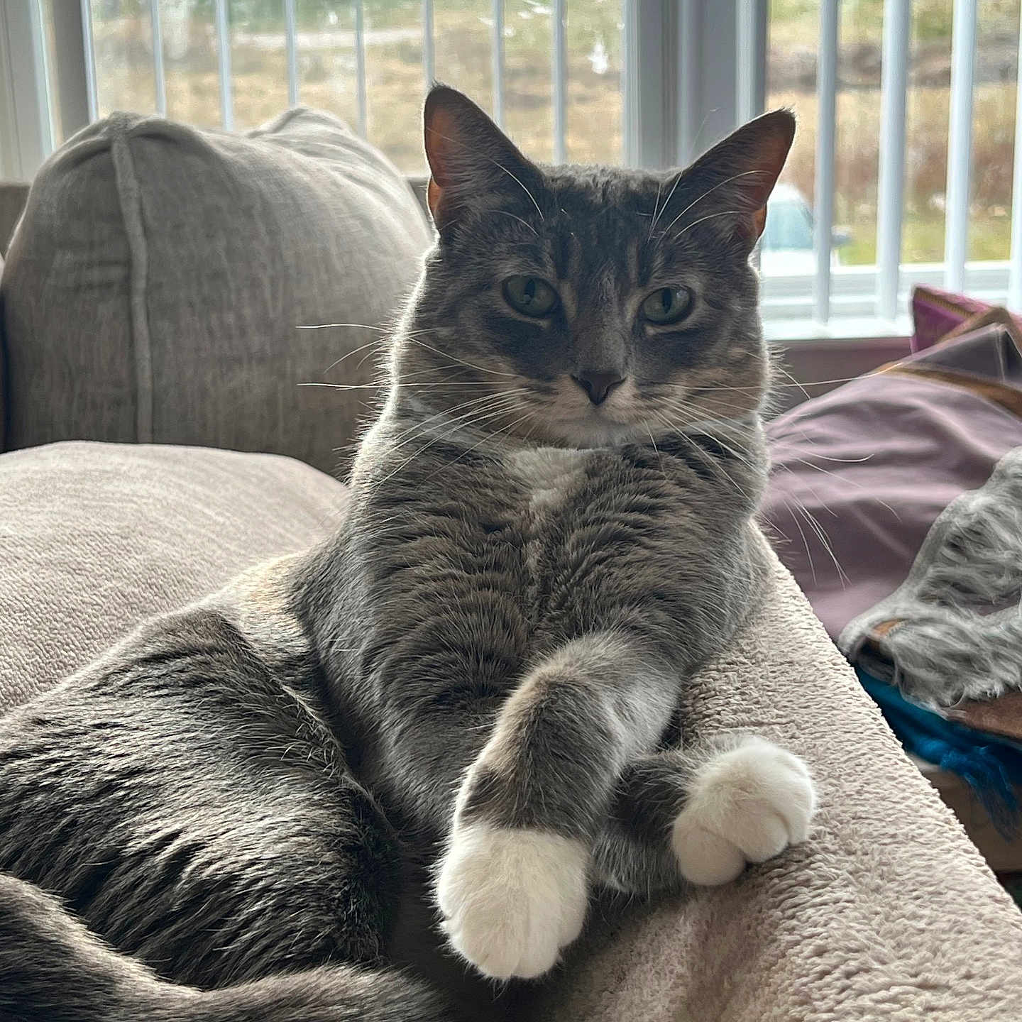 Farah joined the competition — help win amazing prizes! cat, gray_cat, white_paws, indoor, couch, cozy, relaxed, pet, feline, vertical_blinds, window, daylight, fur, whiskers, paw, animal, resting, domestic, soft_light, home