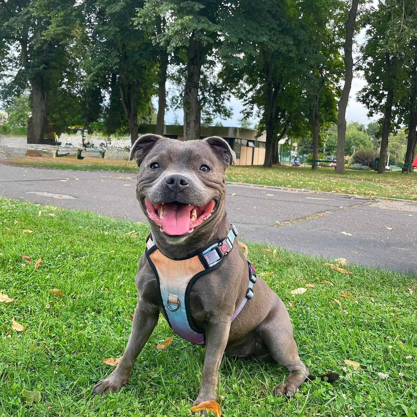Steffie participe au concours pour gagner de l'argent avec cette photo : dog, grass, park, greenery, trees, outdoor, happy, pet, canine, tongue_out, sitting, harness, smiling, nature, daylight, pavement, leaves, playful, animal, mammal
