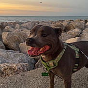 Steffie a rejoint le concours — aidez-le/la à gagner de superbes lots ! dog, pet, canine, harness, rocks, ocean, water, sunset, sky, outdoor, nature, animal, mammal, happy, tongue, leash, coast, scenery, daylight, landscape