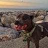 dog, pet, canine, harness, rocks, ocean, water, sunset, sky, outdoor, nature, animal, mammal, happy, tongue, leash, coast, scenery, daylight, landscape