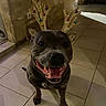 Steffie a rejoint le concours — aidez-le/la à gagner de superbes lots ! dog, smiling, reindeer_antlers, indoor, tile_floor, happy, pet, festive, brown_dog, animal, cute, christmas, holiday, decoration, portrait, canine, cheerful, looking_at_camera, domestic_animal, playful