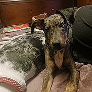 Sterling joined the competition — help win amazing prizes! bed, bedroom, blanket, brindle, closeup, collar, companion, cozy, dog, eyes, fur, headboard, indoor, large_dog, paws, pet, pillow, puppy, resting, snout