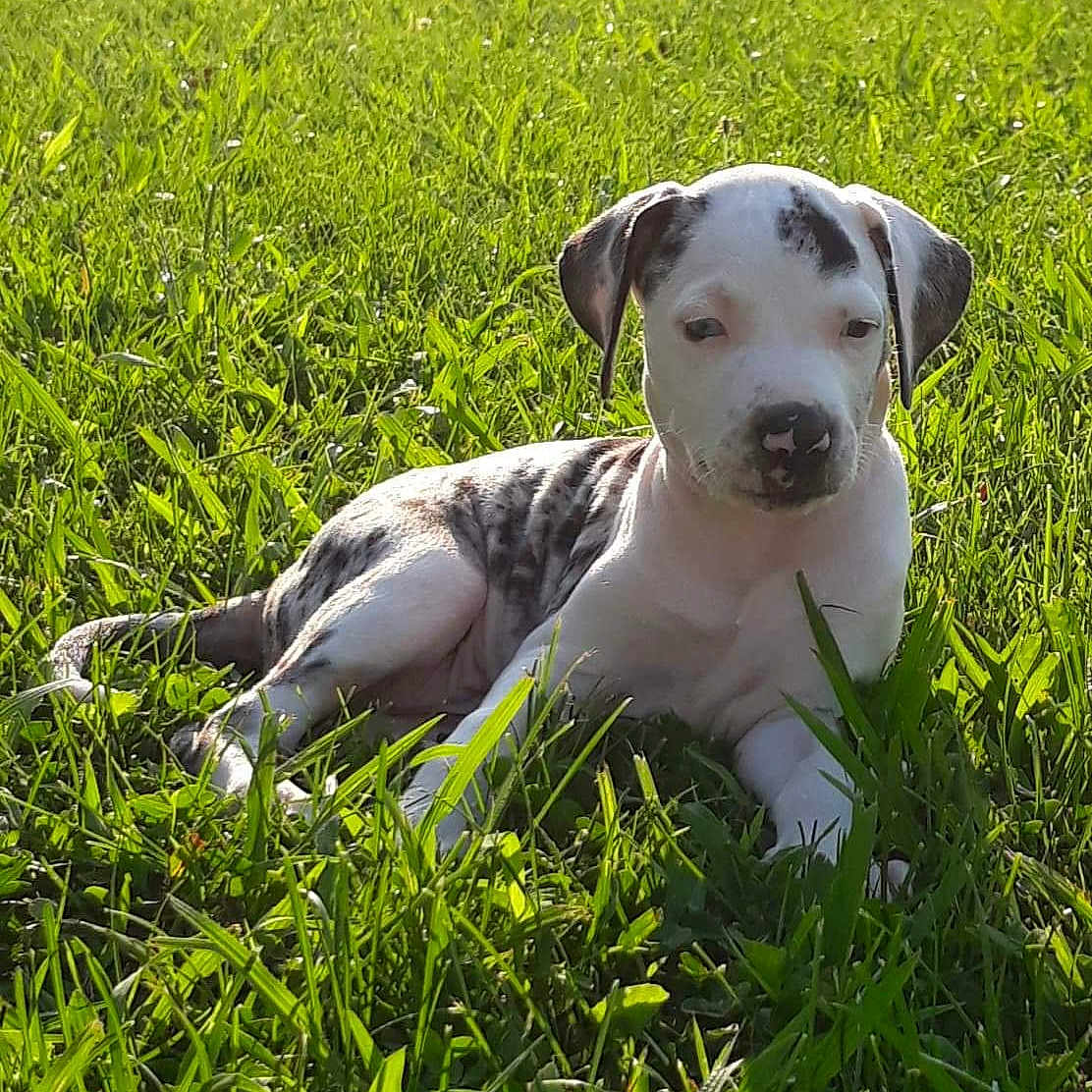 Haejlo joined the competition — help win amazing prizes! backyard, brindle, close_up, cute, daytime, dog, domestic_animal, ears, grass, lying_down, muzzle, nose, outdoor, pet, portrait, puppy, relaxing, sunlight, white_spots, young_dog