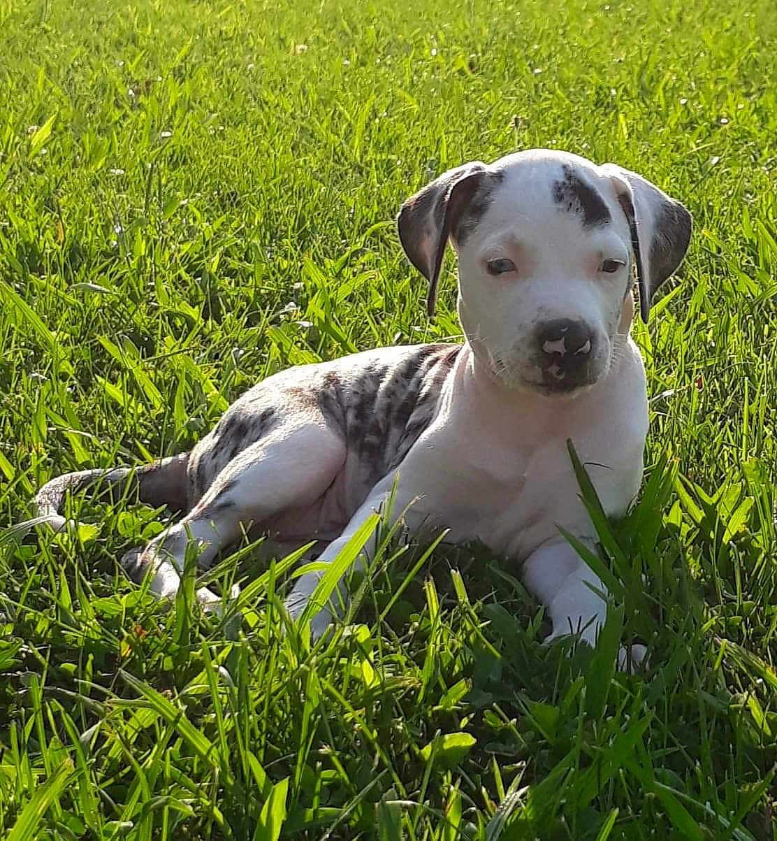 Haejlo joined the competition — help win amazing prizes! dog, puppy, grass, outdoor, sunlight, white_spots, brindle, lying_down, cute, pet, muzzle, ears, nose, young_dog, domestic_animal, backyard, close_up, portrait, relaxing, daytime