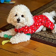 Buddy is registered to the contest to win money with this photo: dog, white_dog, pajamas, red_clothing, toy, chew_toy, wooden_floor, rug, indoor, pet, curious, fluffy, small_dog, lying_down, cozy, home, animal, fur, cute, companion