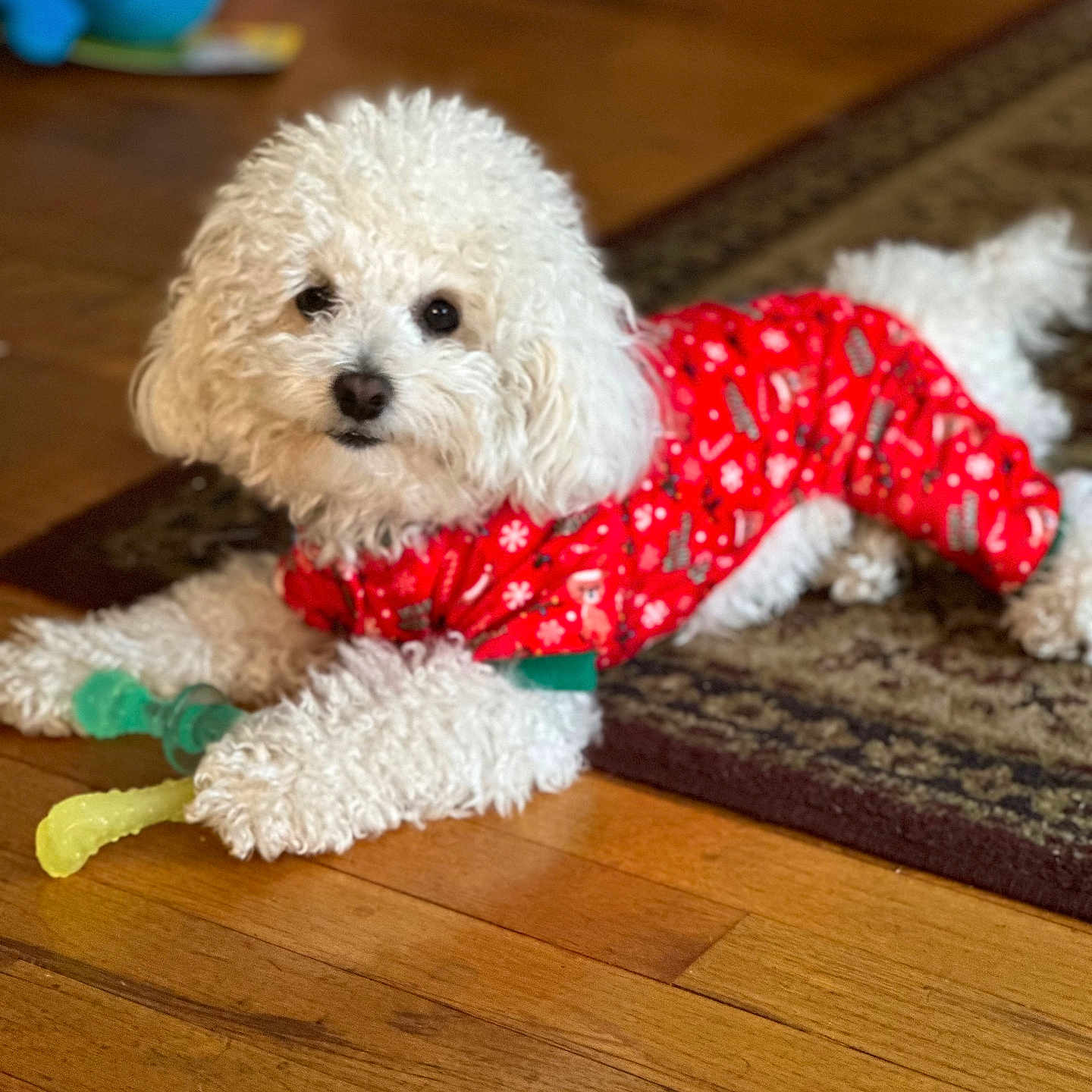 Buddy is registered to the contest to win money with this photo: animal, chew_toy, companion, cozy, curious, cute, dog, fluffy, fur, home, indoor, lying_down, pajamas, pet, red_clothing, rug, small_dog, toy, white_dog, wooden_floor