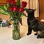 Freckles is registered to the contest to win money with this photo: cat, tortoiseshell_cat, roses, flower_vase, bouquet, glass_vase, tabletop, kitchen, curtains, wooden_cabinet, indoor, pet, plant, green_leaves, flowers, domestic_animal, curious, close_up, home, feline