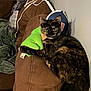 cat, tortoiseshell_cat, couch, plush_toy, green_toy, brown_furniture, indoor, pet, animal, feline, relaxed, cozy, blanket, cap, wall, living_room, cute, resting, domestic_animal, fur