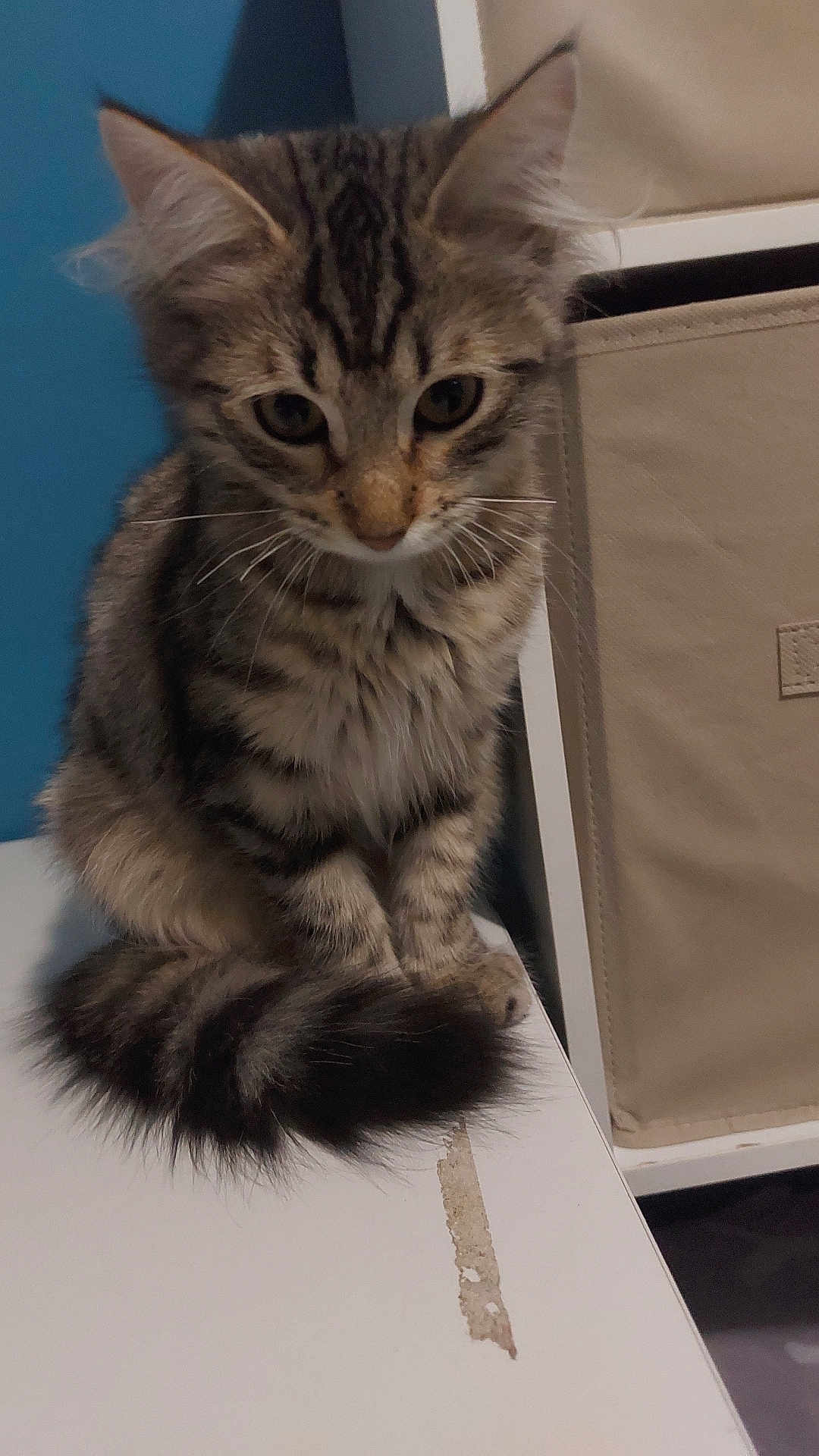 Angel participe au concours pour gagner de l'argent avec cette photo : kitten, tabby, cat, feline, indoor, pet, fur, whiskers, tail, curious, young, animal, cute, sitting, closeup, domestic, soft, striped, paw, face