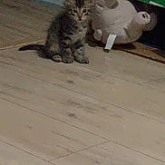 Angel participe au concours pour gagner de l'argent avec cette photo : kitten, cat, plush_toy, toy, floor, wooden_floor, cardboard_box, indoor, pet, animal, small, sitting, feline, cute, young, domestic, brown, gray, striped, fur