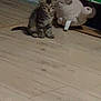 animal, brown, cardboard_box, cat, cute, domestic, feline, floor, fur, gray, indoor, kitten, pet, plush_toy, sitting, small, striped, toy, wooden_floor, young