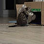 animal, cardboard_box, cat, cozy, curious, cute, domestic, feline, floor, home, indoor, kitten, looking, pet, plush_toy, sitting, small, soft_light, tabby, young
