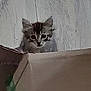 Angel a rejoint le concours — aidez-le/la à gagner de superbes lots ! kitten, cat, cardboard_box, peeking, curious, small, feline, animal, indoor, wooden_background, pet, young, cute, whiskers, ears, eyes, fur, domestic_animal, mammal, portrait