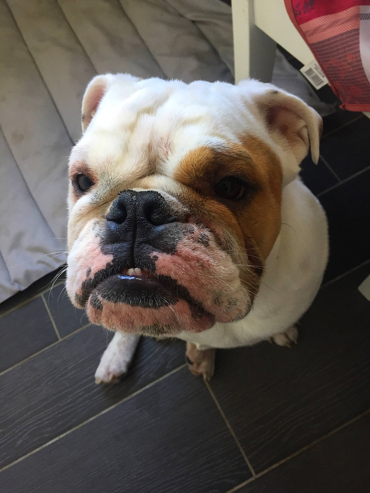 Maurice participe au concours pour gagner de l'argent avec cette photo : american_bulldog, australian_bulldog, british_bulldogs, bulldog, canidae, carnivore, companion_dog, dog, dog_breed, mammal, non_sporting_group, nose, old_english_bulldog, olde_english_bulldogge, skin, snout, toy_bulldog, vertebrate, white_english_bulldog, wrinkle
